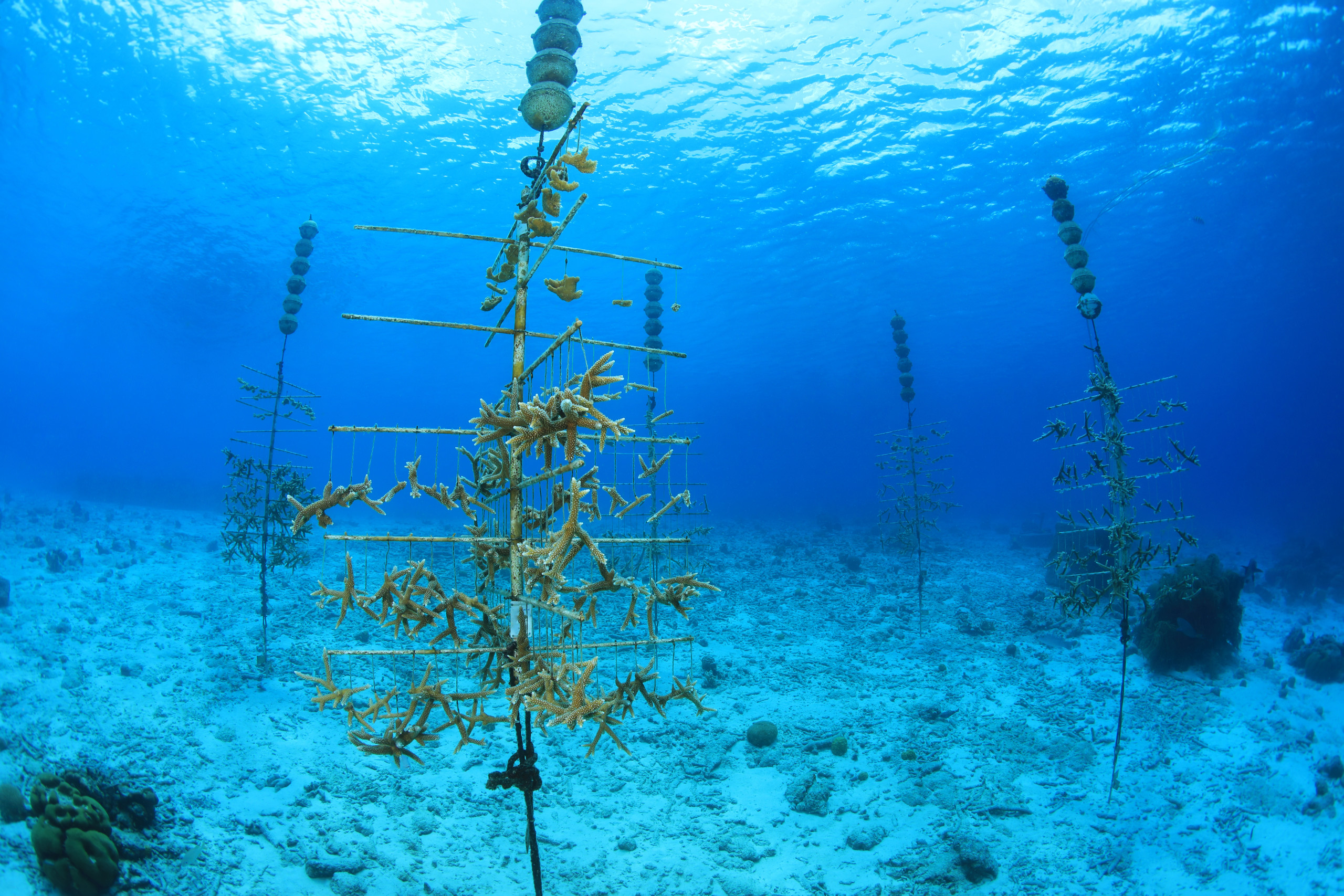 Saving Coral Reefs: How PVC Pipe Can Play a Vital Role